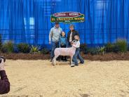 Livestock Show