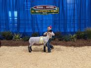 Livestock Show