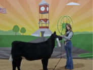 Ella Holbert earned 3rd place in Bred and Owned Shorthorn Plus and a 6th place class finish.